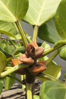 Ficus cf. ingens, perfectly shaped stipular ant domatia, maybe due to initial gall activity or aborted fig development, old bridge over Sanaga river, Edea, Cameroun