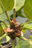 Ficus cf. ingens, perfectly shaped stipular ant domatia, maybe due to initial gall activity or aborted fig development, view from above, old bridge over Sanaga river, Edea, Cameroun