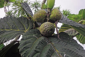 Ficus damaropsis, sycones, Rondon Ridge, 2000 m asl, Papua New Guinea