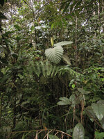 Ficus dammaropsis in forest, Rondon Ridge 2000 m asl, Mount Hagen, Papua New Guinea