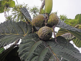 Ficus dammaropsis, sycones and leaves, Rondon Ridge 2000 m asl, Mount Hagen, Papua New Guinea
