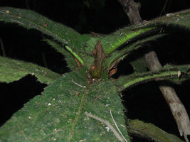 Ficus decipiens, hairy leaf bases and persistent stipules, Mahawu, North Sulawesi, Copyright Patrick Blanc