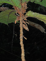Ficus decipiens, hairy leaf bases, persistent stipules and leaf insertion scars along the single stem, Mahawu, North Sulawesi