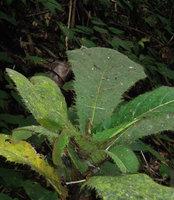 Ficus decipiens, imbricate hairy leaf bases due to short stem internodes, old leaves covered by dense epiphylls, Mahawu, North Sulawesi,Copyright Patrick Blanc
