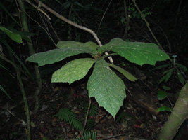 Ficus decipiens, monocaulous forest understory shrub with pandurate lobed and teethed leaves, Mahawu, North Sulawesi