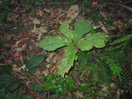 Ficus decipiens, young rosetted individual on forest floor, not yet developing its monocaulous orthotropic habit, Mahawu, North Sulawesi