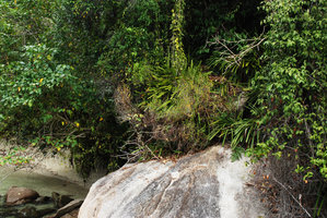 Ficus deltoidea and orchids on exposed rock along seashore, Pangkor Laut, Malaysia