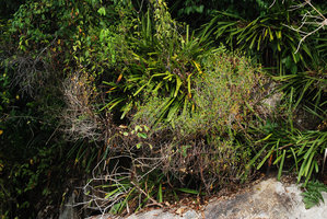 Ficus deltoidea, highly branched partly defoliated and fruiting individual on exposed rock along seashore, Pangkor Laut, Malaysia