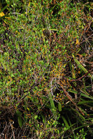 Ficus deltoidea, leaves and ripe sycones, Pangkor Laut, Malaysia