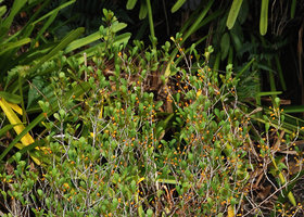 Ficus deltoidea, narrow spathulate leaves and ripe bright orange sycones, Pangkor Laut, Malaysia