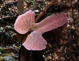 Ficus diversiformis, leaf close up, Sinharaja, Sri Lanka