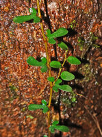 Ficus diversiformis, violin shaped panduriform leaves on the main stem and smaller oval leaves on axillary stem, Sinharaja, Sri Lanka