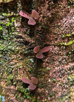 Ficus diversiformis, young pink leaves, Sinharaja, Sri Lanka
