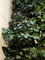 Ficus erecta from Shikoku, Japan, on the vertical garden, Istanbul