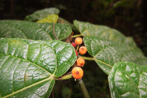 Ficus fiskei, asymmetric distichous leaves and long peduncled axillary orange figs, Balamban, Cebu, Philippines