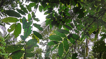Ficus fiskei, asymmetric distichous leaves on plagiotropic branches and axillary long peduncled figs, Balamban, Cebu, Philippines