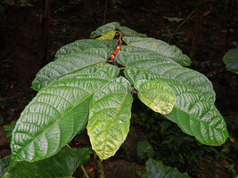 Ficus fiskei, plagiotropic branch with strongly asymmetric distichous leaves and orange axillary figs, Balamban, Cebu, Philippines
