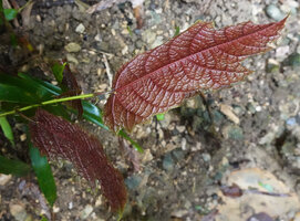 Ficus fiskei, young red anthocyanic leaves, Balamban, Cebu, Philippines