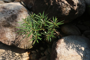 Ficus ischnopoda in its rheophytic habitat, Elephant Springs, Hue, Vietnam