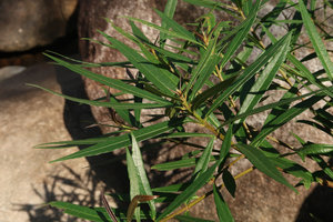 Ficus ischnopoda, leaves and stems, Elephant Springs, Hue, Vietnam