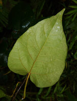 Ficus jimiensis, abaxial surface of the leaf, Manusela NP, 1000 m asl, Seram, Moluccas