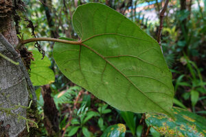 Ficus jimiensis, first leaf of a new axillary stem, Manusela NP, 1000 m asl, Seram, Moluccas