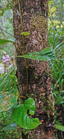 Ficus jimiensis, stem climbing vertically along a tree trunk, fixed by adventitious roots, Manusela NP, 1000 m asl, Seram, Moluccas