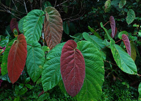 Ficus megaleia, bright red anthocyanic pendant asymmetric young leaves, Kinabalu NP, 1600 m asl, Sabah, Borneo