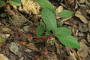Ficus montana, creeping stem on rocks with one ripe fig in each leaf axil, Wonosari, Java