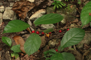 Ficus montana, creeping stem with one ripe fig in each leaf axil, Wonosari, Java