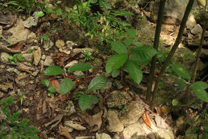 Ficus montana in habitat, creeping on rocks just above forest small river bed, Wonosari, Java