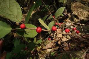 Ficus montana, shiny fright red ripe figs involving dispersal by small forest understory birds, Wonosari, Java