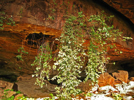 Ficus natalensis ssp. leprieurii hanging from the ceiling of a cave, Mali