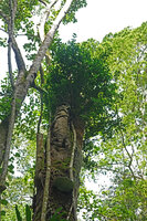 Ficus natalensis subsp. leprieurii as an hemiepiphyte, Amani, East Usambara, Tanzania