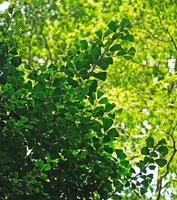 Ficus natalensis subsp. leprieurii, characteristic triangular leaves, Amani, East Usambara, Tanzania