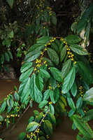 Ficus parietalis, branches covered with yellow ripe male figs overhanging the Kinabatangan river, Sukau, Sabah, Borneo