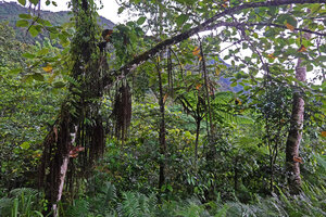 Ficus pungens, cauliflory along the branches, Manusela NP, 800 m asl, Seram, Moluccas