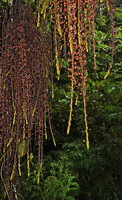 Ficus pungens, continuous growth of the hanging axes producing only cataphylls axilling the sessile figs, Manusela NP, 800 m asl, Seram, Moluccas