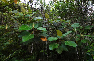 Ficus pungens, foliage, Manusela NP, 800 m asl, Seram, Moluccas