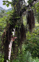 Ficus pungens, hanging fertile flagelliform branches, Manusela NP, 800 m asl, Seram, Moluccas