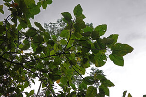 Ficus pungens, leafy branches, Manusela NP, 800 m asl, Seram, Moluccas