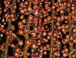 Ficus pungens, mature figs along the flagelliform shoots, Manusela NP, 800 m asl, Seram, Moluccas
