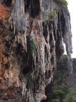 Ficus rumphii in habitat on a limestone cliff, Railay, Thailand