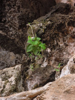 Ficus rumphii seedling on a limestone cliff, Railay, Thailand