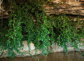 Ficus sagittata, curtain of stems with bathyphylls, freely hanging from a limestone cliff just above the river, Sukau, Kinabatangan, Sabah, Borneo