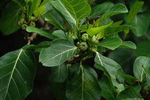 Ficus septica, fig detail,  Okinawa, Japan