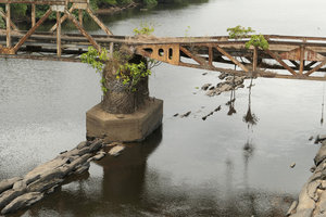 Ficus sp., aerial densely ramified roots emersed some meters above the water during the dry season, Sanaga river, Edea, Cameroun