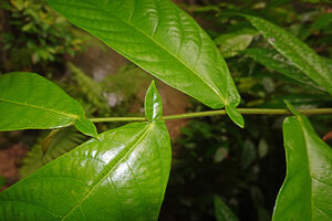 Ficus sp., asymmetric leaf base with narrow acute basal lobe, Balamban, Cebu, Philippines