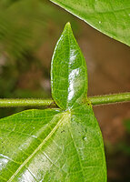 Ficus sp., close up of the asymmetric leaf base with narrow acute basal lobe covering the stem, Balamban, Cebu, Philippines
