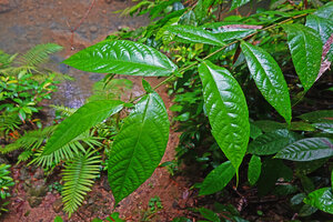 Ficus sp., distichous leaves with strongly asymmetric base, Balamban, Cebu, Philippines